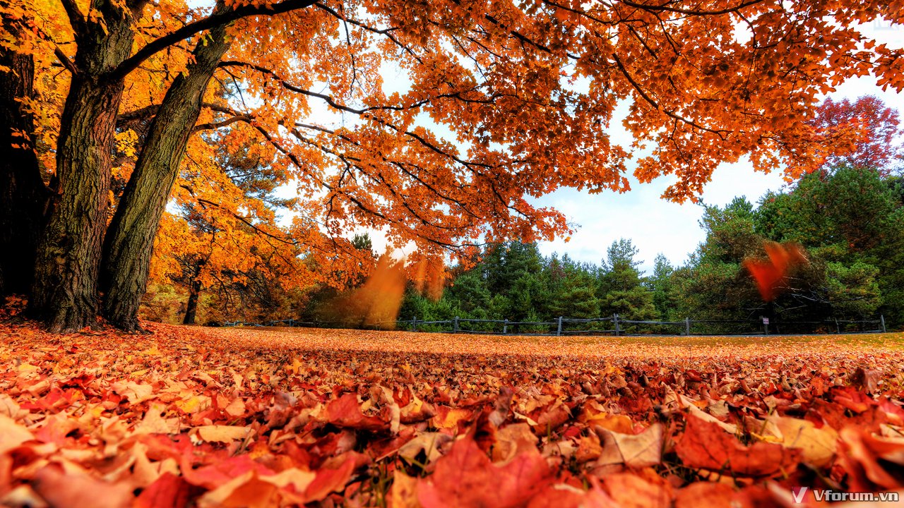 Autumn HD Wallpapers